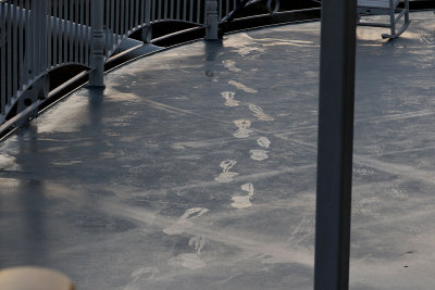 EE5A1048 Dewy footprints on the deck.jpg