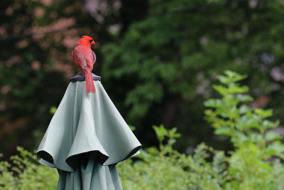 EE5A1958 KY Cardinal on umbrella.jpg