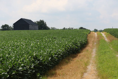 EE5A1961 KY soybeans.jpg