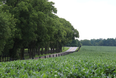 EE5A1970 Lots of green.jpg