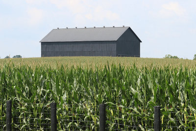 EE5A1992 KY corn.jpg