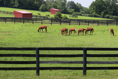 EE5A1995 Lexington horses.jpg
