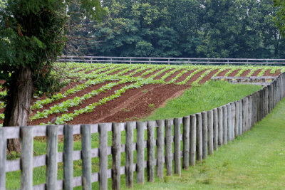 EE5A2006 Tobacco farm.jpg
