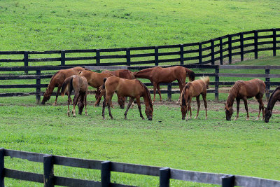 EE5A2011 Horses.jpg