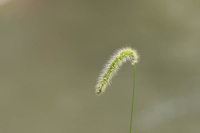 EE5A2056 Plant.jpg