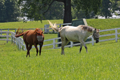 EE5A2080 KY Horse buddies.jpg