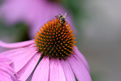 EE5A2202 Coneflower.jpg