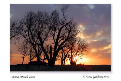 Sunset March Trees