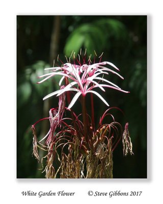 White Garden Flower
