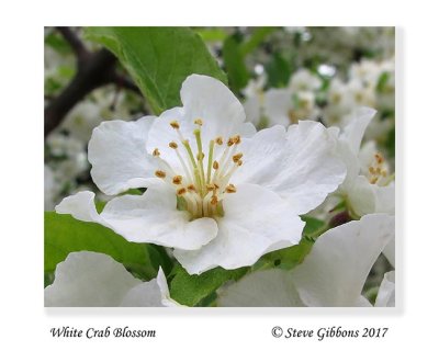 White Crab Blossom