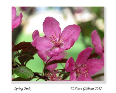 Spring Pink