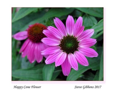 Happy Cone Flower