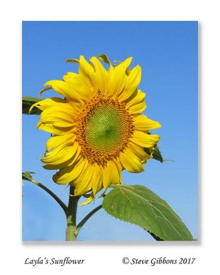 Layla's Sunflower