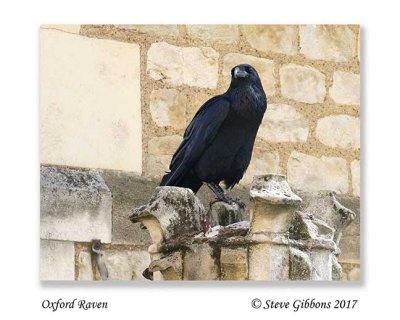Oxford Raven.jpg