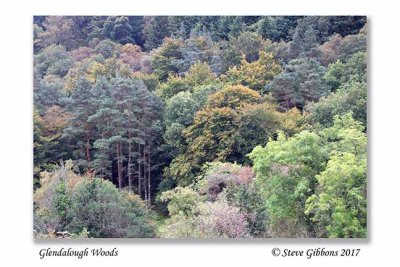 Glendalough Woods
