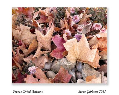 Freeze Dried Autumn