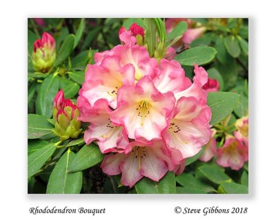 Rhododendrun_Bouquet