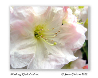 Blushing_Rhododendron