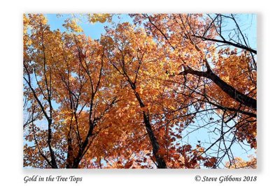 Gold_in_the_Tree_Tops