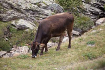 I remember the tinkling of the cowbells