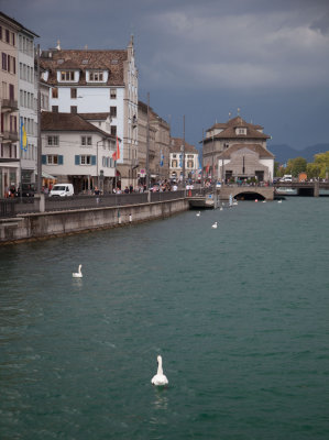 Lowering skies and swans