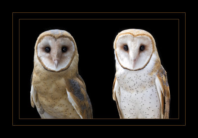 Twin Barn Owls.jpg
