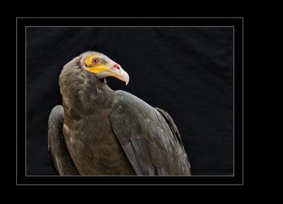 Yellow headed vulture.jpg