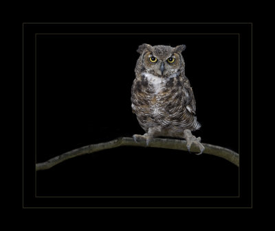 Portrait of Herman the Great Horned Owl.jpg