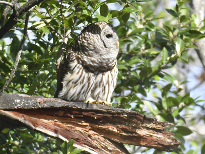 barred owl BRD4753.JPG