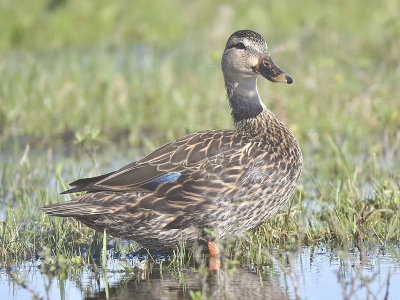 mottled duck BRD4835.JPG