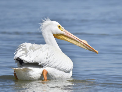white pelican BRD4953.JPG