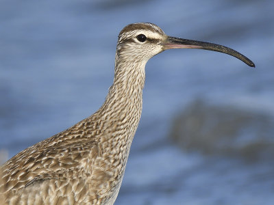 whimbrel BRD5264.JPG