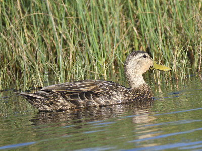 mottled duck BRD5294.JPG