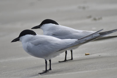 gull-billed tern BRD5414.JPG