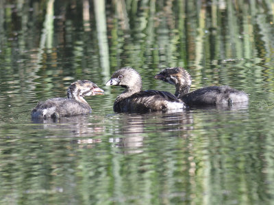 pied-billed grebe BRD5519.JPG