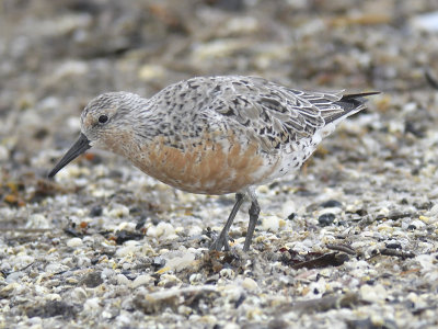 red knot BRD5763.JPG