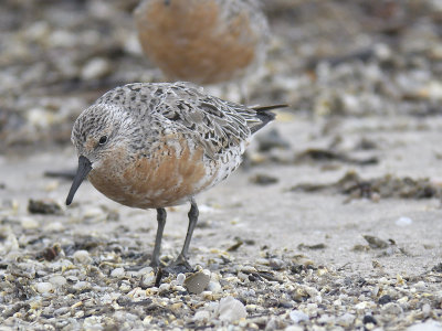 red knot BRD5769.JPG