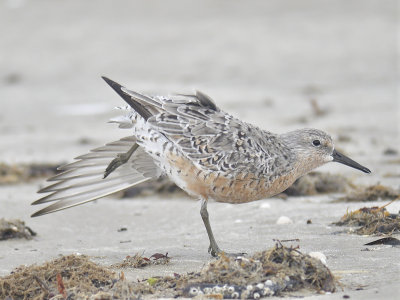 red knot BRD5786.JPG