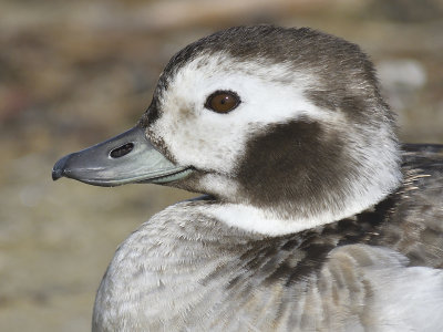 1091h_long_tailed_duck