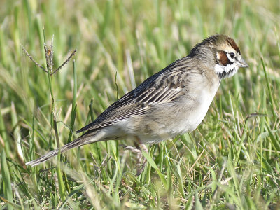 lark sparrow BRD6322.JPG