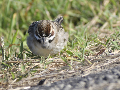 lark sparrow BRD6336.JPG