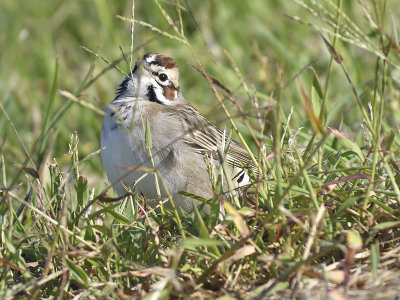 lark sparrow BRD6347.JPG