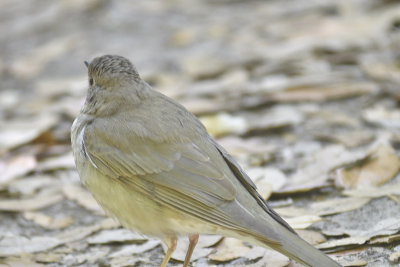 gray-cheeked thrush BRD6457_01.JPG