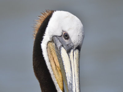 brown pelican BRD6916.JPG