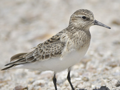 baird's sandpiper BRD6809.JPG