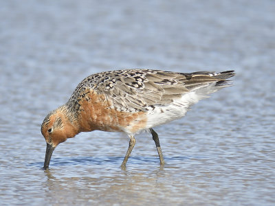 red knot BRD7162.JPG