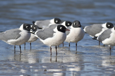 franklin's gull BRD7069.JPG