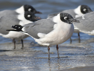 franklin's gull BRD7088.JPG