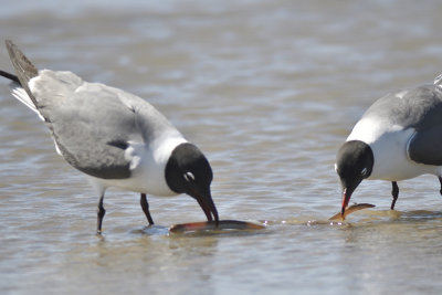 laughing gull BRD7209.JPG