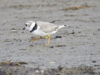 piping plover_band BRD7433.JPG